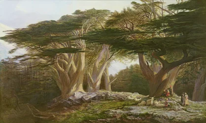 Libanonské cedry, 1861